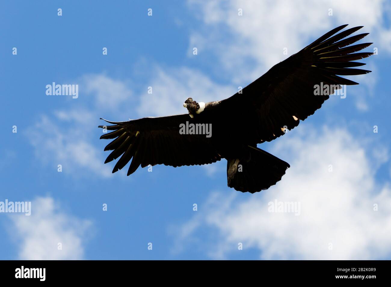 Maskuliner Andenkondor Im Flug Auf Dem Hügel Der Anden Ecuadors Erschossen Stockfoto