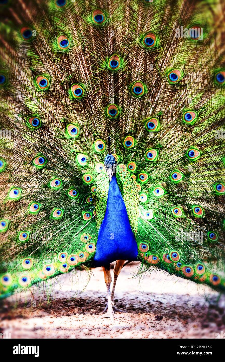 Ein männlicher Pfau steht auf unbefestigtem Boden mit voll aufgefächerten Schwanzfedern in einer kreisförmigen Anzeige. Das Gefieder hat leuchtende grüne, blaue und braune Federn mit zahlreichen augenähnlichen Okelli Stockfoto