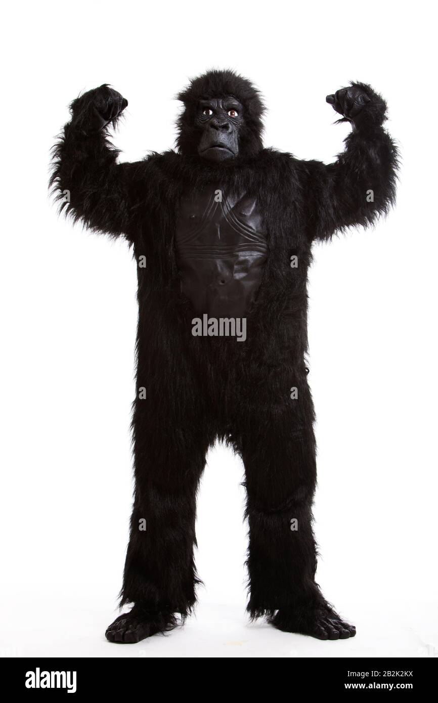 Junger Mann in einem Gorillakostüm, der Muskeln vor weißem Hintergrund beugt Stockfoto