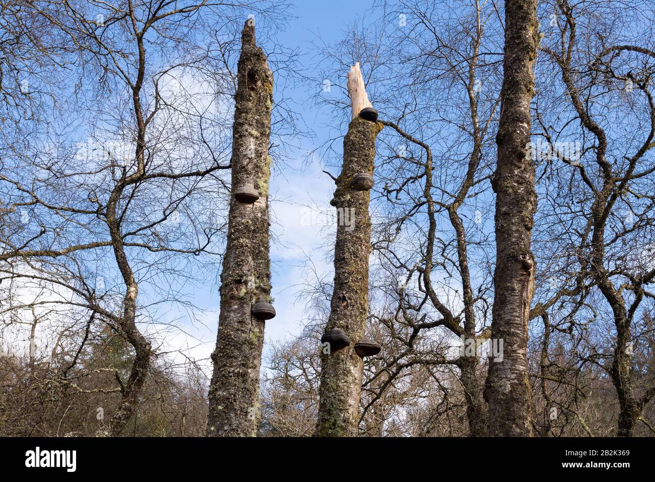 Hufpilz - fomes fomentarius - auf abgestorbenen Silberbirken, Schottland, Großbritannien Stockfoto
