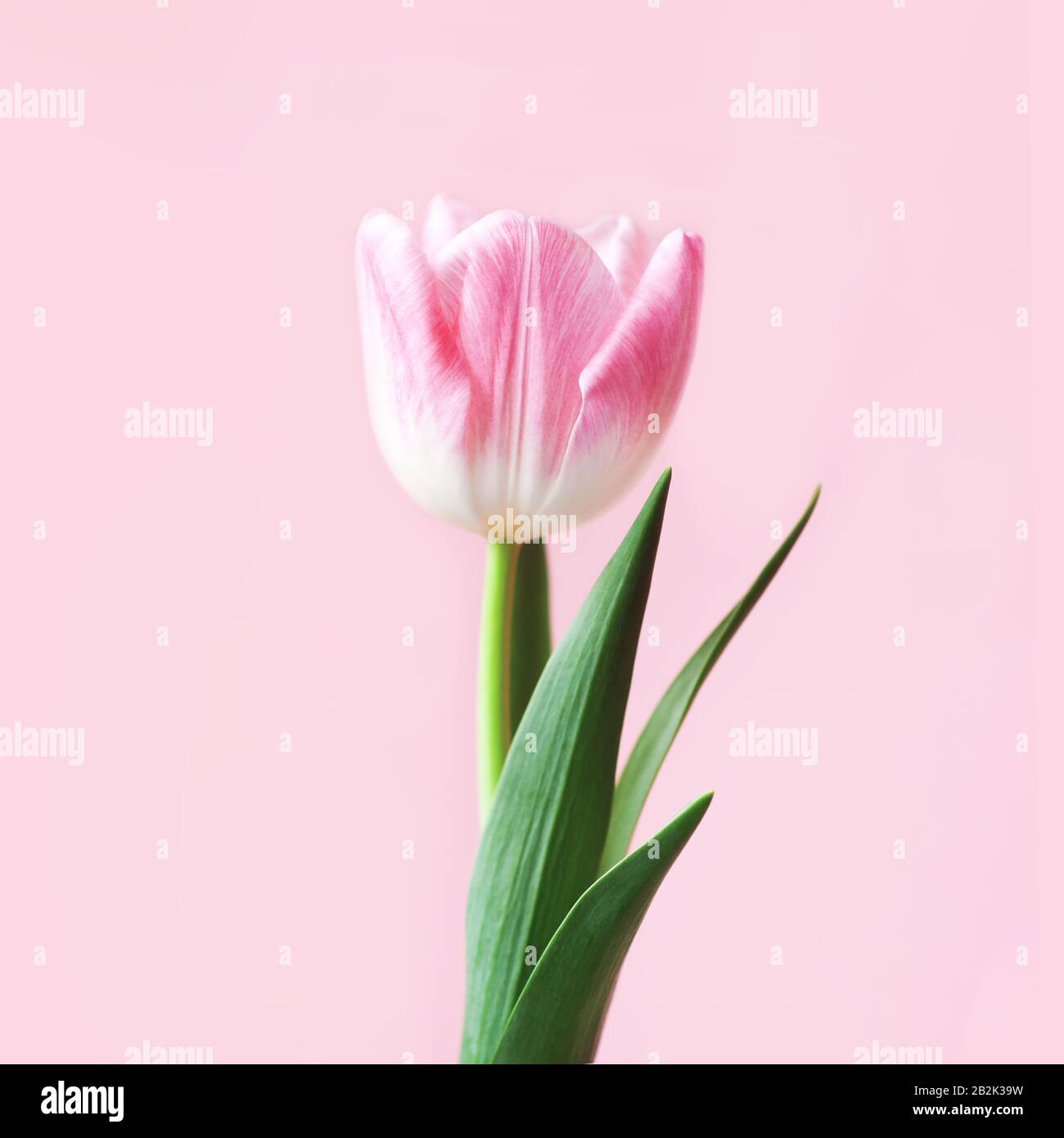 Eine zerbrechliche rosafarbene Tulpe. Frühlings-Konzept, Frauentag, Muttertag, 8. März, die Weihnachtsgrüße. Stockfoto