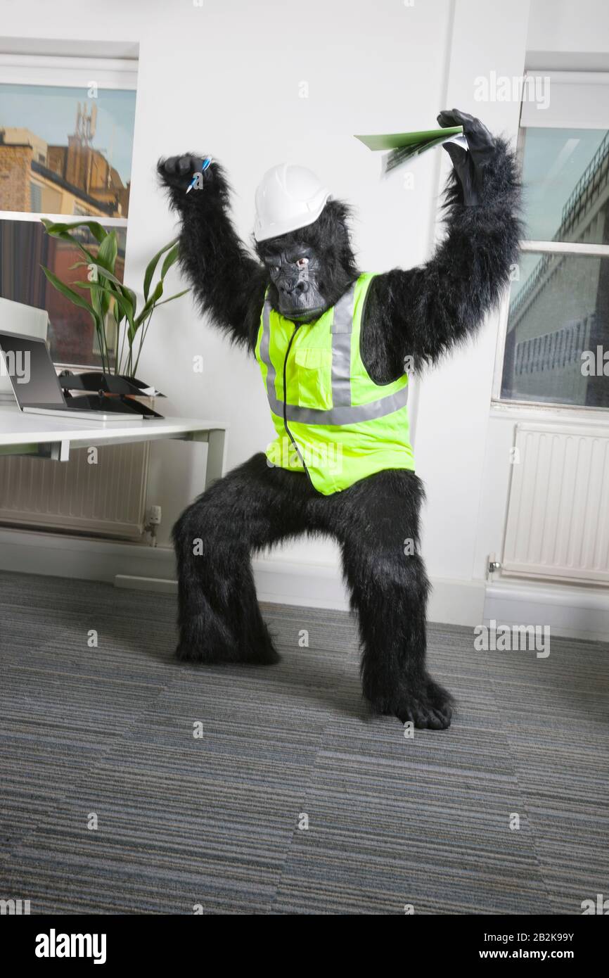 Wütender männlicher Ingenieur im Gorilla-Kostüm und Sicherheitsbekleidung  im Büro Stockfotografie - Alamy