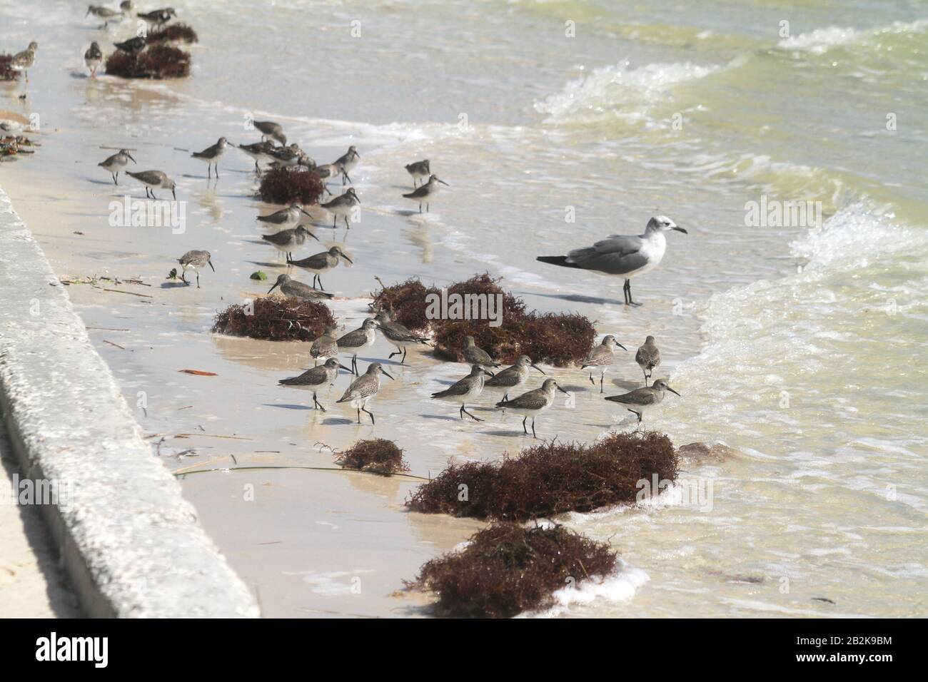 Sandpipern am Strand in Westflorida, USA Stockfoto
