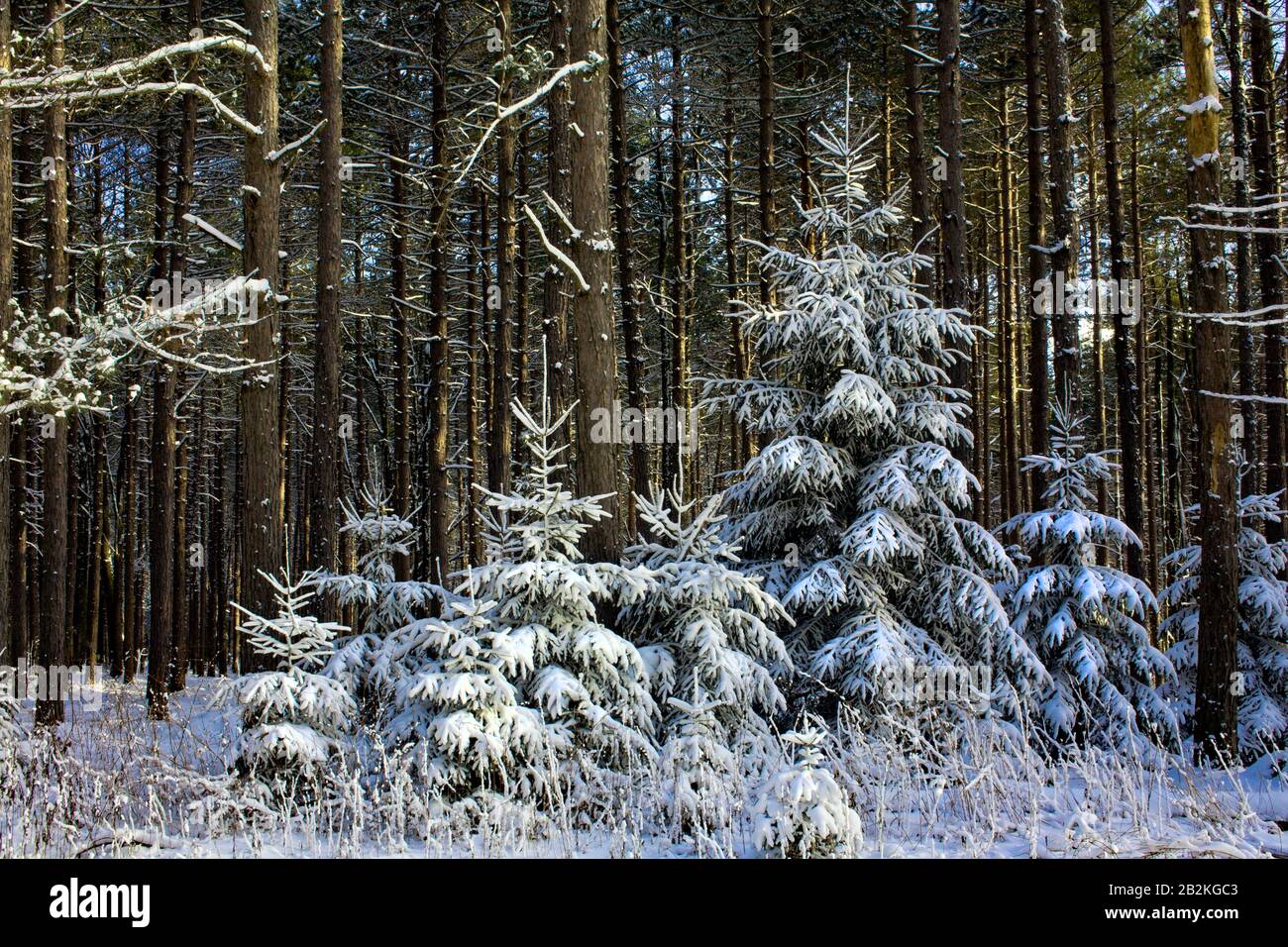 Eine Plantage Der Civilian Conservation Corp Era von Red Pine mit der Einbürgerung von Norwegian Spruce im Moshannon State Forest, Pennsylvania. Stockfoto