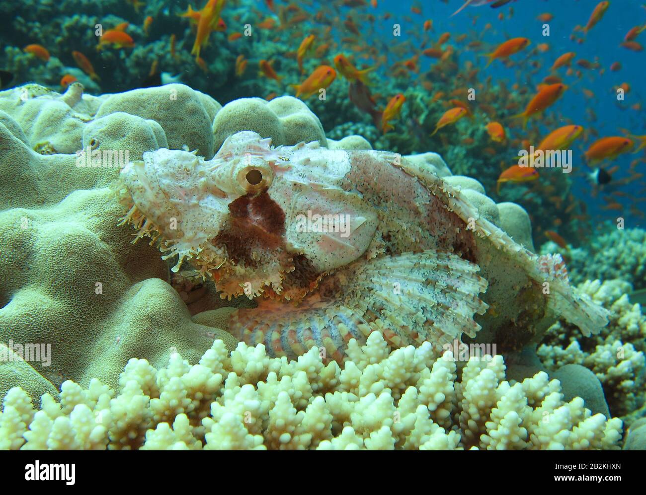 Drachenkopf (Scorpaena scrofa), Elphinstone Riff, Rotes Meer, Aegypten Stockfoto