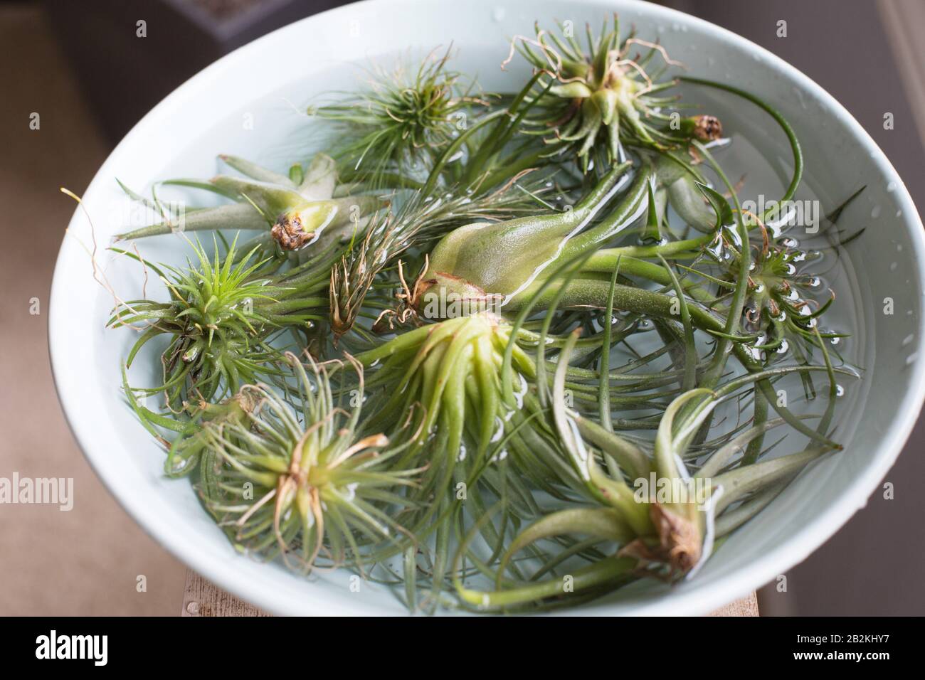 Tillandsia (Luftpflanzen), die in Wasser eintauchen. Stockfoto