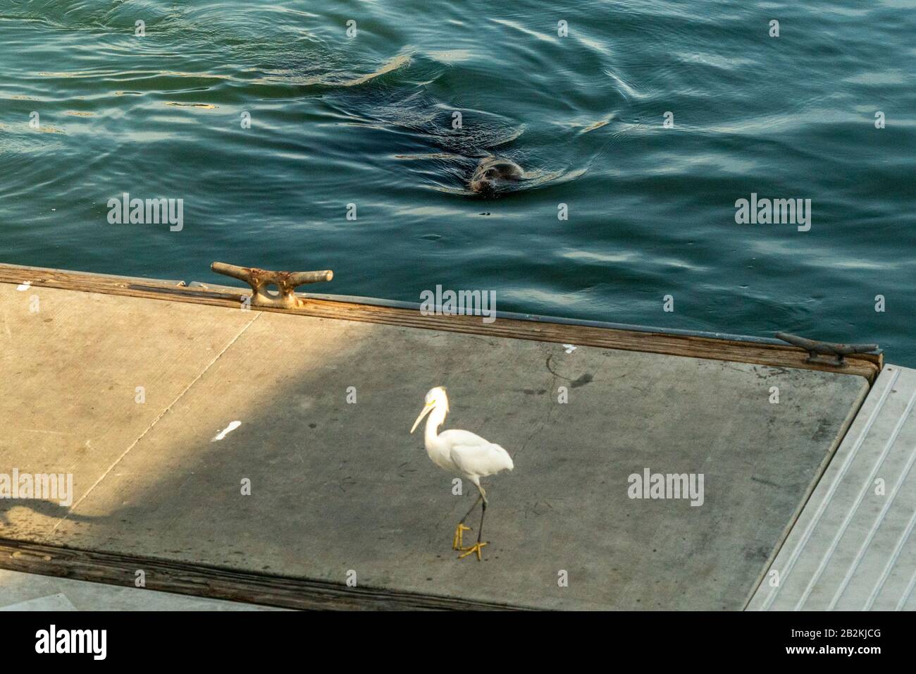 Pancho Seelöwe in cabo san lucas Hafen mexiko baja california sur Stockfoto