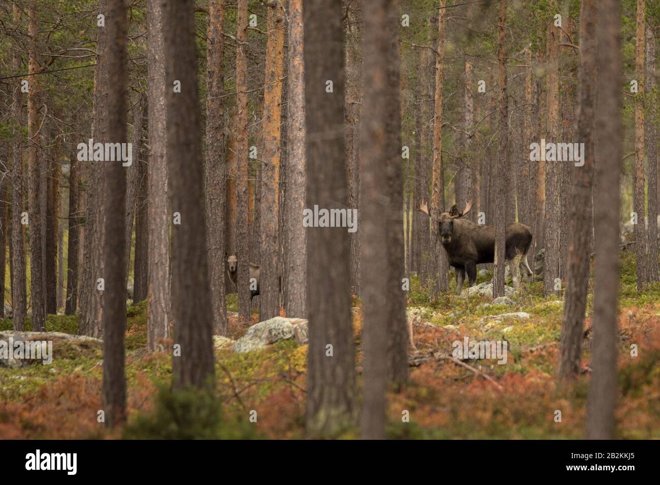 Zwei Elche, die auf mich im norwegischen Wald blicken Stockfoto