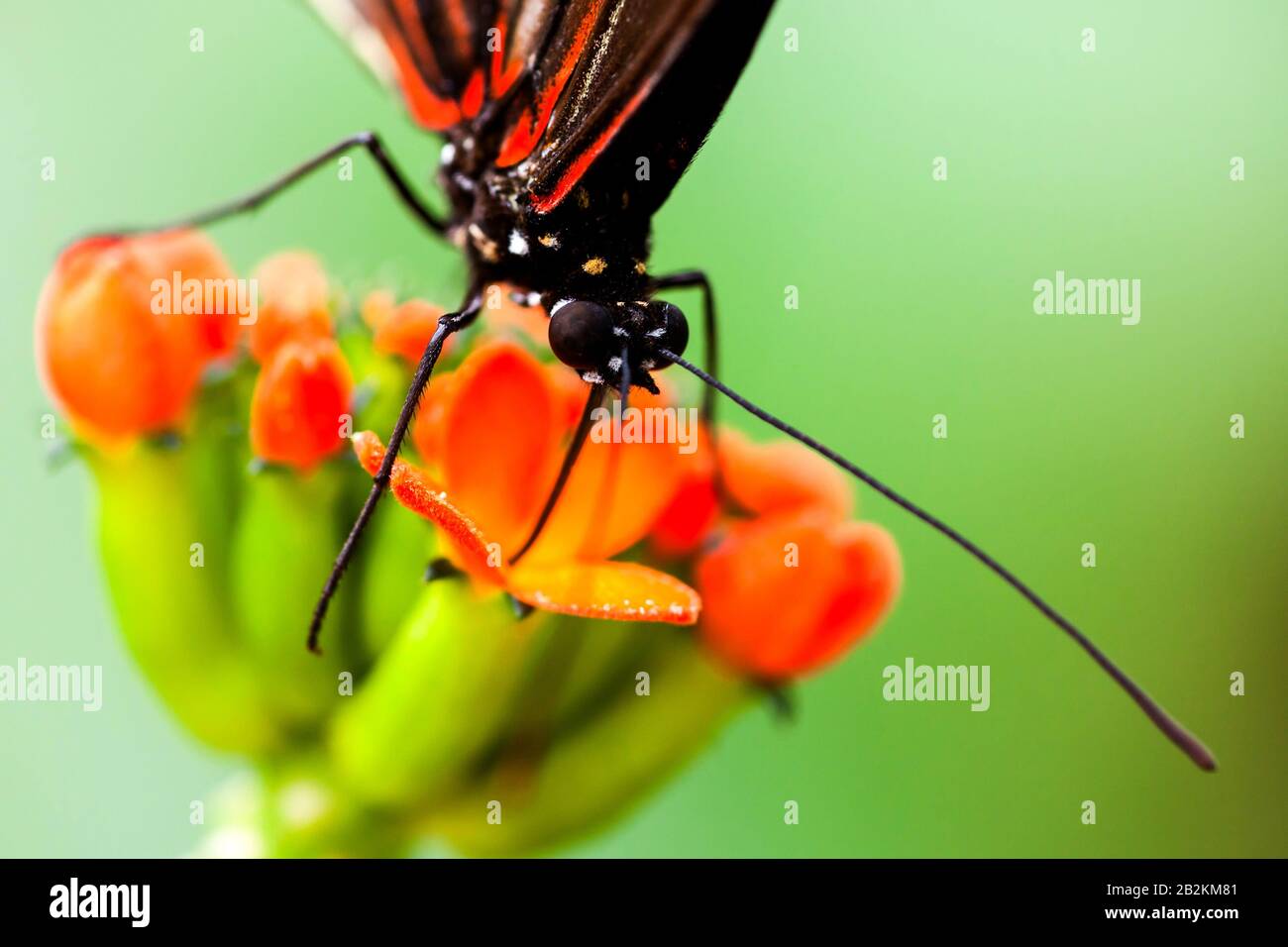 Exotische Schmetterlingsfütterung Auf EINER Bunten Blumenaufnahme Mit Umgebungslicht Im Amazonas-Wald Stockfoto
