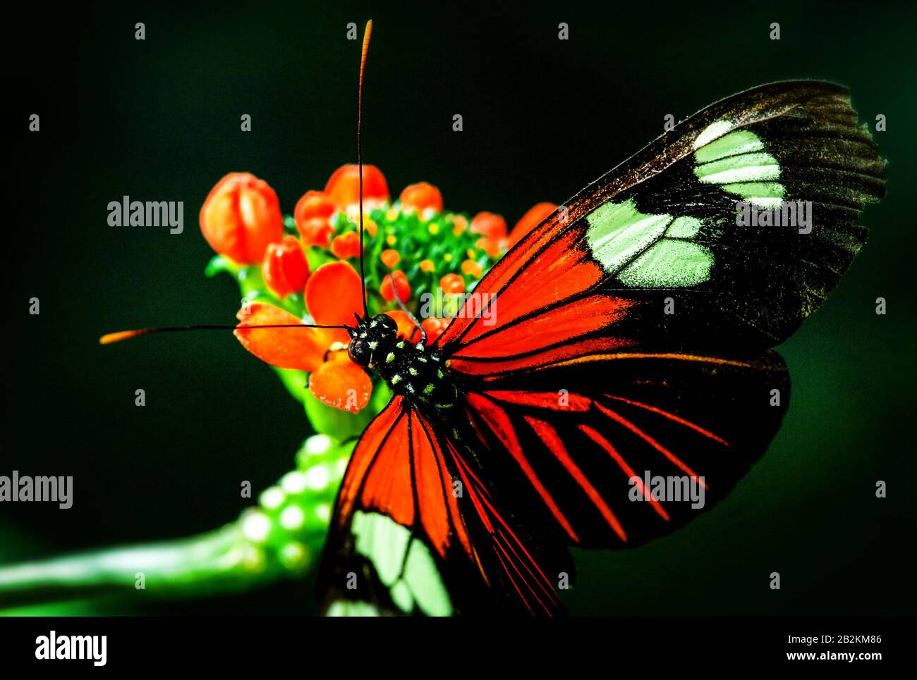 Exotische Schmetterlingsfütterung Auf EINER Farbenfrohen Blume Bei Schwachem Umgebungslicht Im Amazonas-Wald Stockfoto