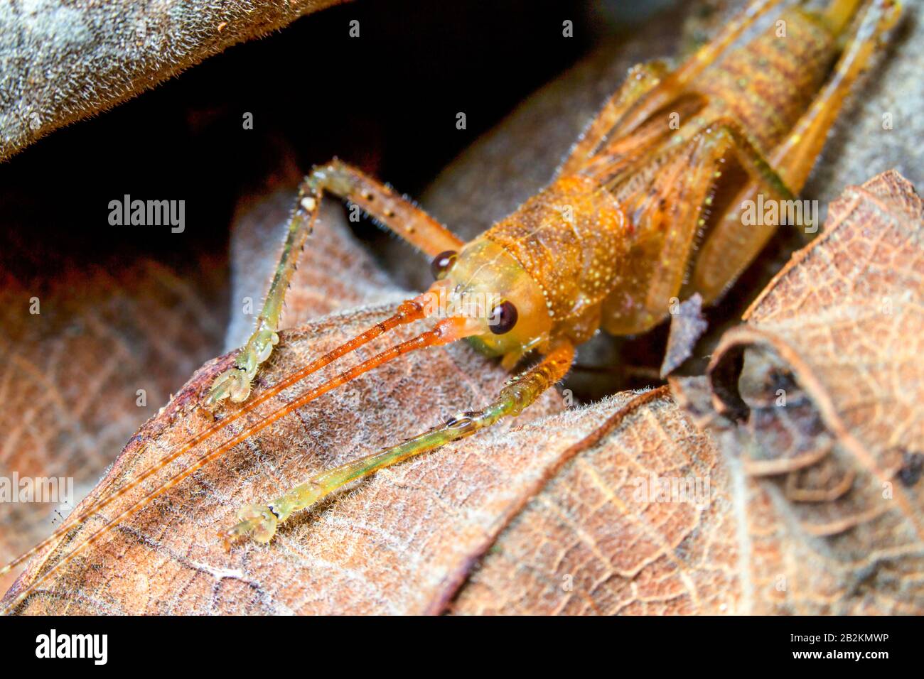 Die Familie Tettigoniidae bekannt als Laubheuschrecken enthält mehr als 6 400 Arten Es ist Teil der Unterordnung Ensifera und die einzige Familie in der SUPERF Stockfoto