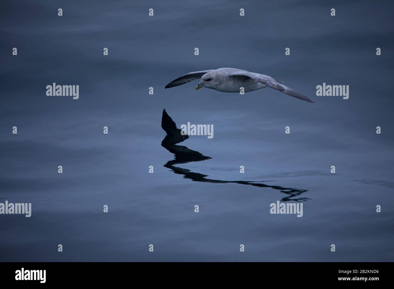 Arktischer Fulmar flieht in der Nähe von Wasser in der Arktis Stockfoto