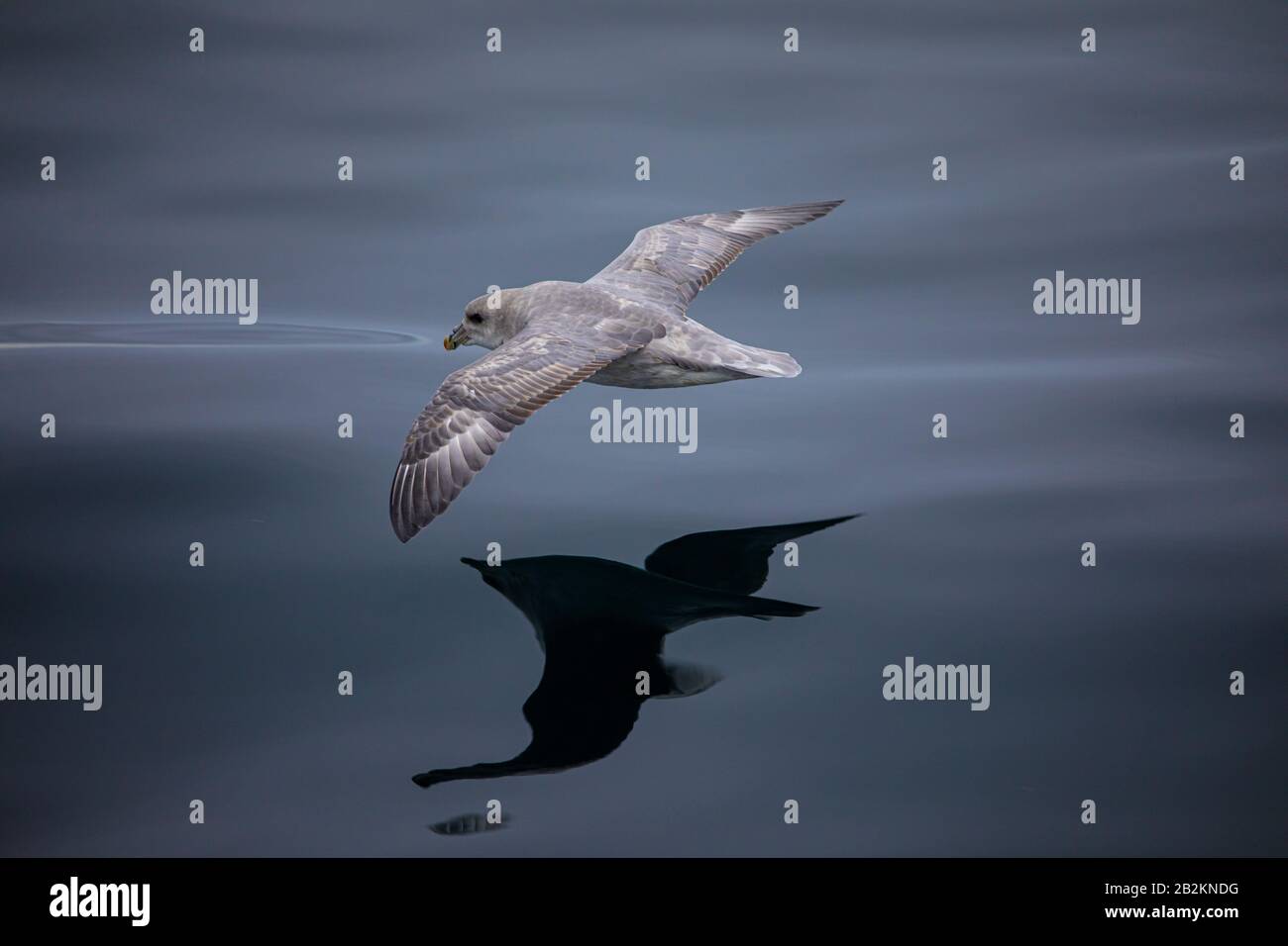 Arktischer Fulmar flieht in der Nähe von Wasser in der Arktis Stockfoto