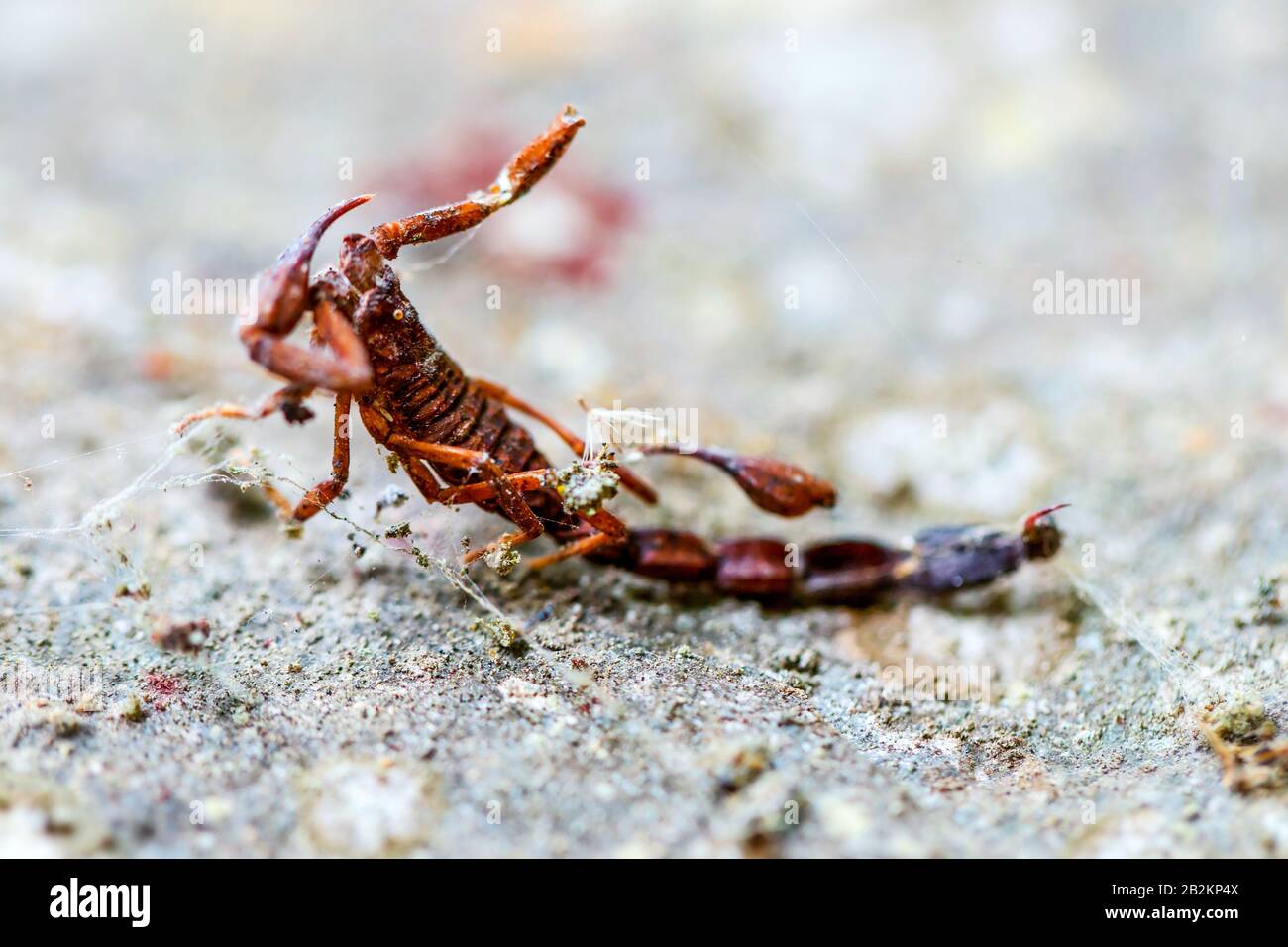 Leiche eines Scorpion eingeschlossen in ein Spinnennetz Stockfoto