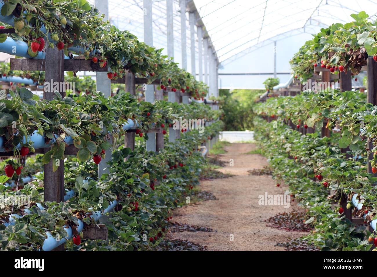 Hydroponische Herstellung von Erdbeeren. Erdbeere ist eine der Hauptpflanzen, die in der Hydoponics angebaut werden. Stockfoto