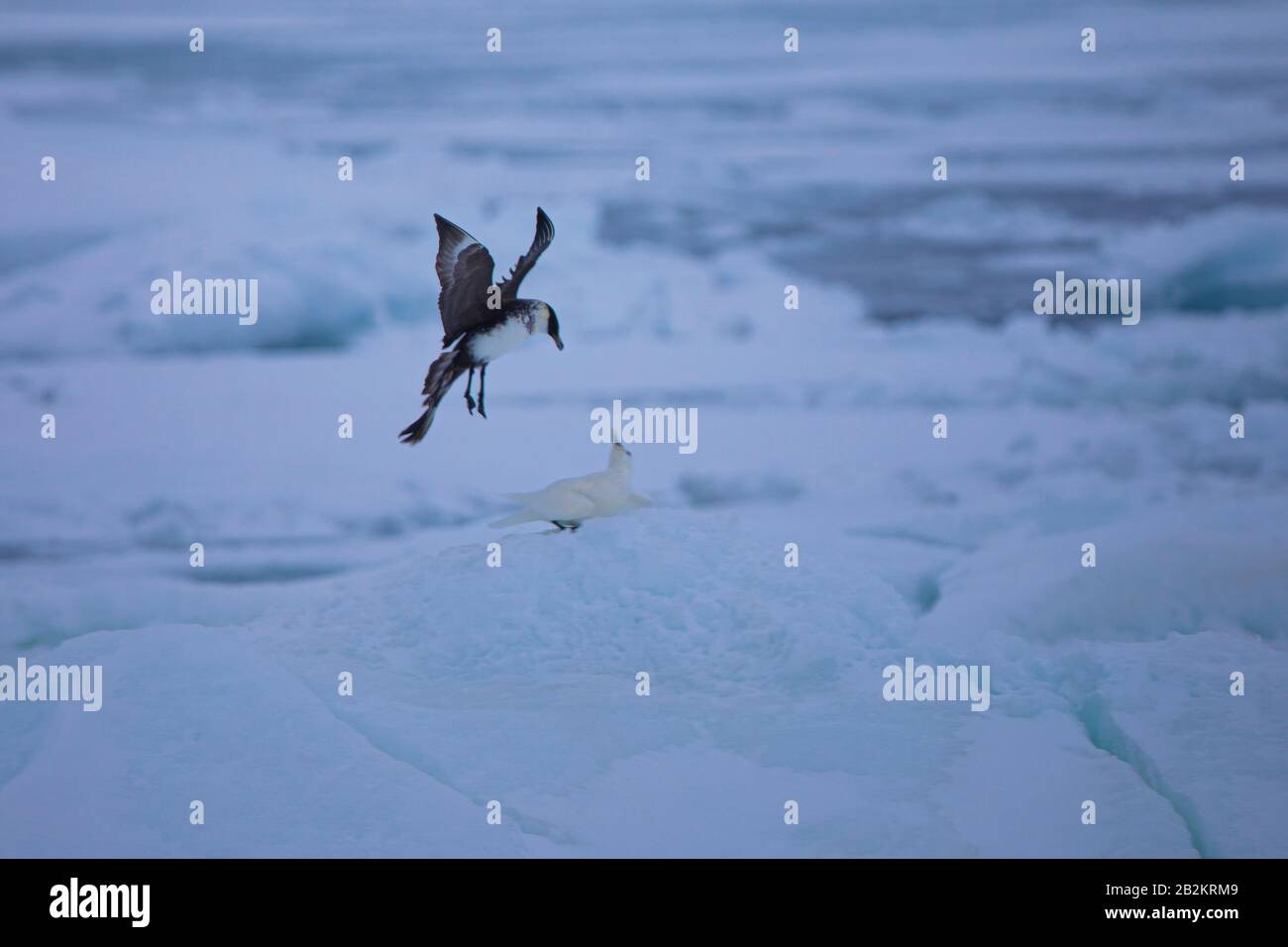 Pomarine Skua enge Begegnung in der arktischen Natur. Von Spitzbergen in Norwegen Stockfoto
