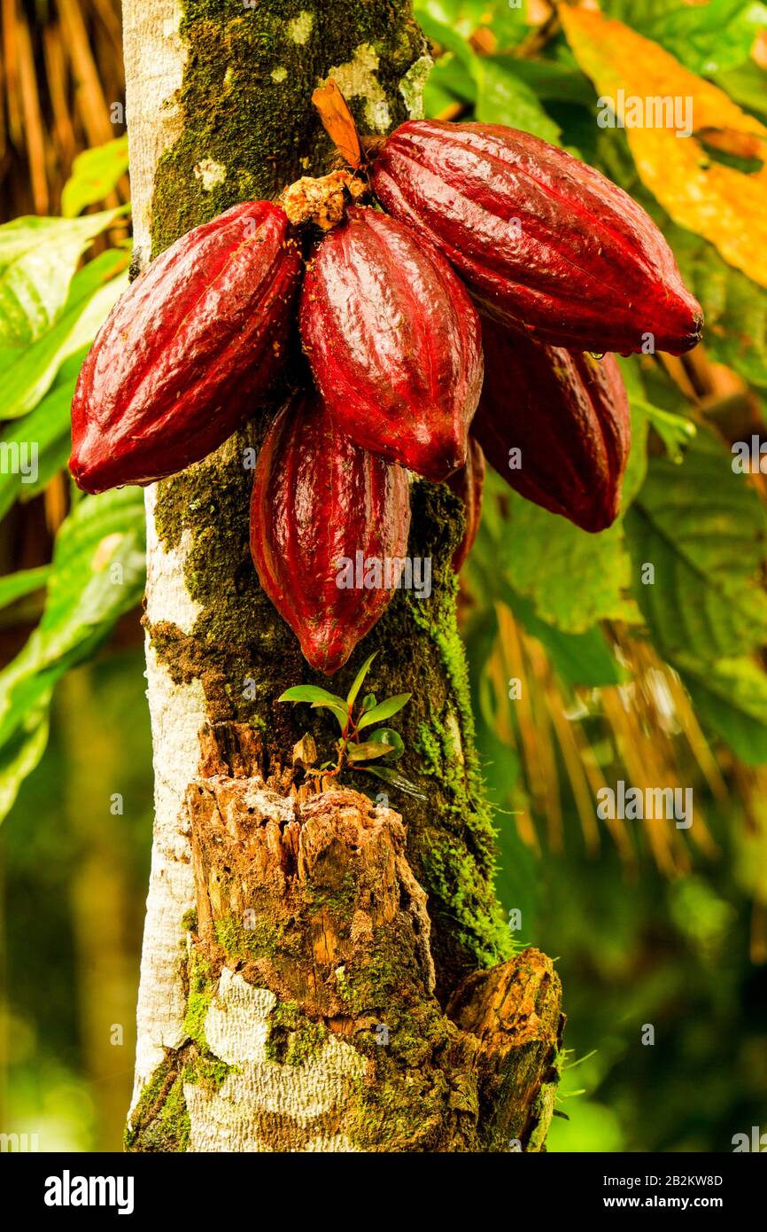 Getränke-Ernte In Der Holz-Rot-Sorte Gilt Als Der Beste Schuss Aus Ecuadorianischem Holz Stockfoto