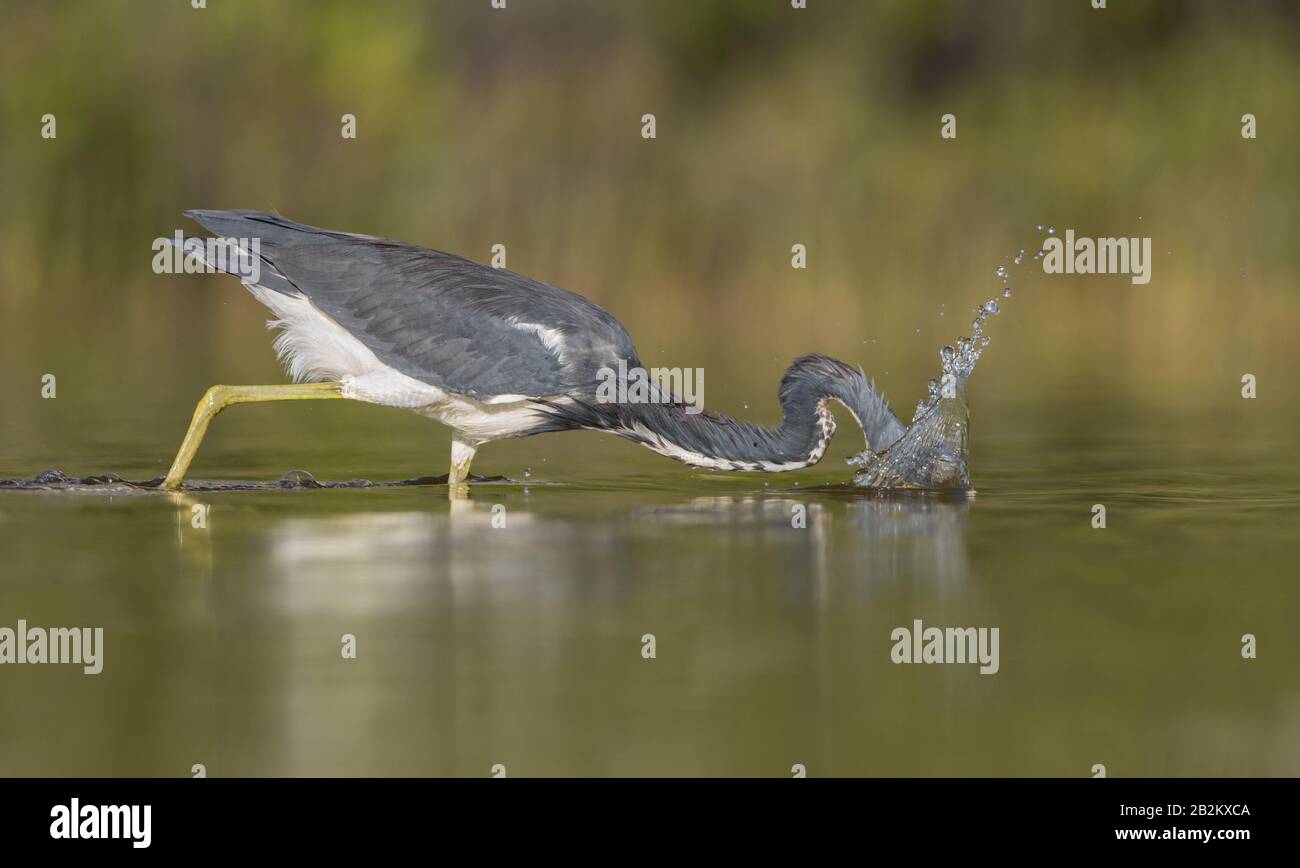 Ein dreifarbiges Heron (Egretta Tricolor) Stockfoto