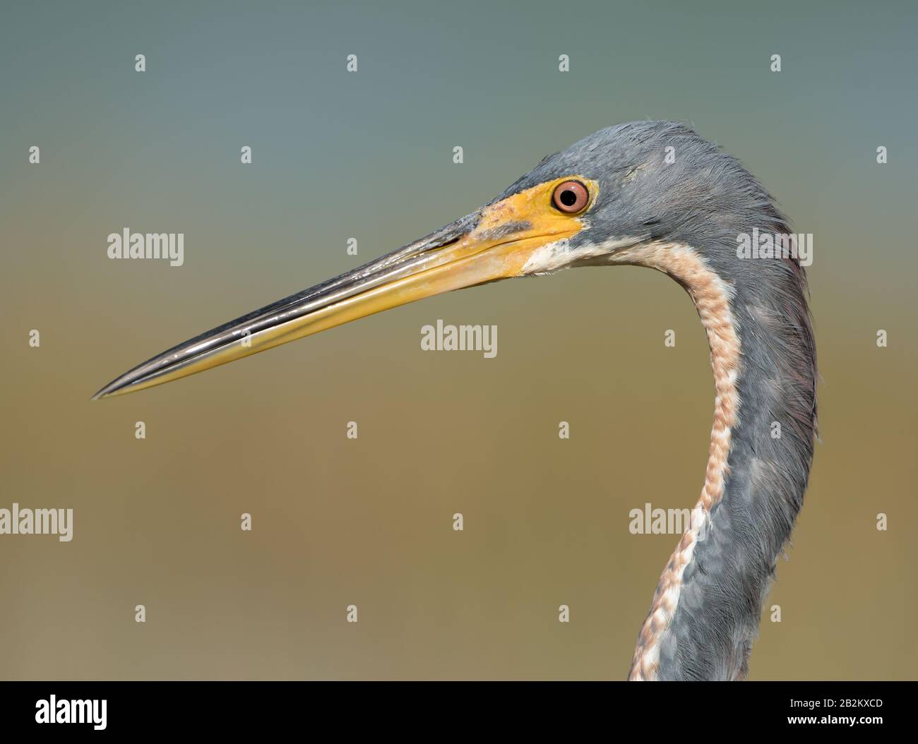 Ein Nahschuss eines dreifarbigen Heron (Egretta Tricolor) vor einem schlichten, übersichtlichen Hintergrund, der in Fort Myers, Florida, USA aufgenommen wurde. Stockfoto