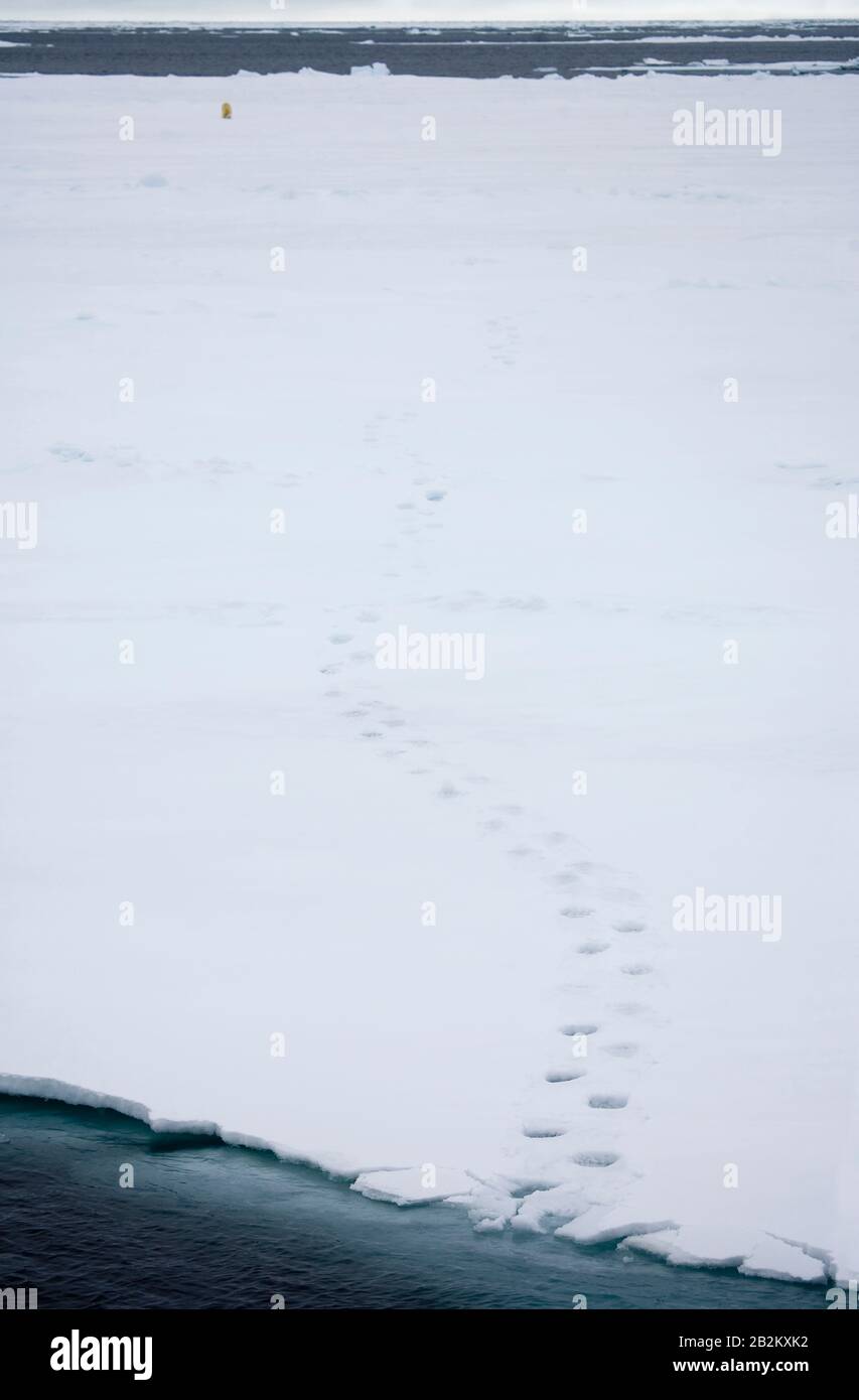 Polarbären Spuren in der Arktis Stockfoto