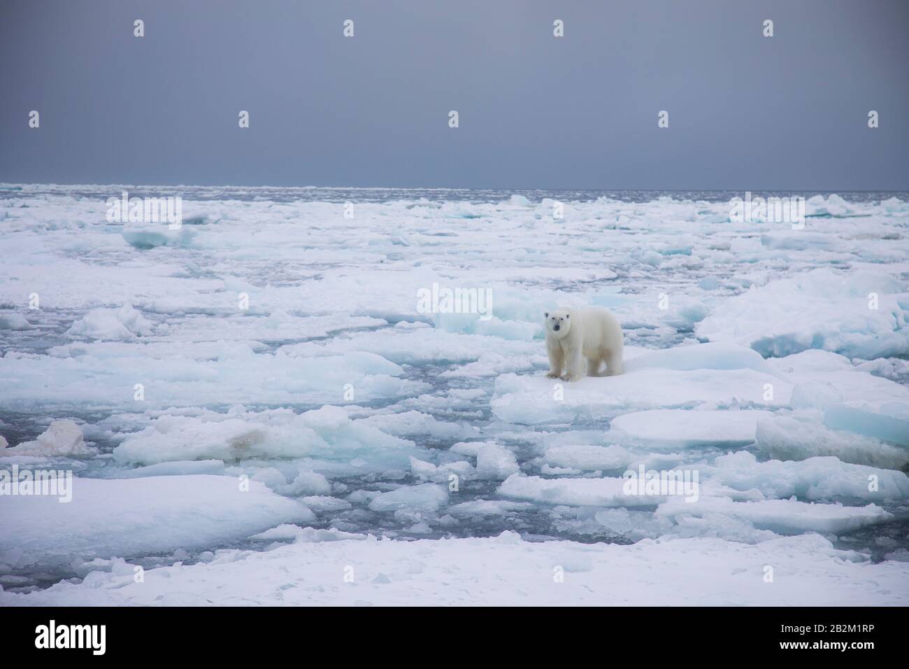 Großer Eisbär auf dem schwimmenden Eis in der Arktis. Spitzbergen, Norwegen Stockfoto