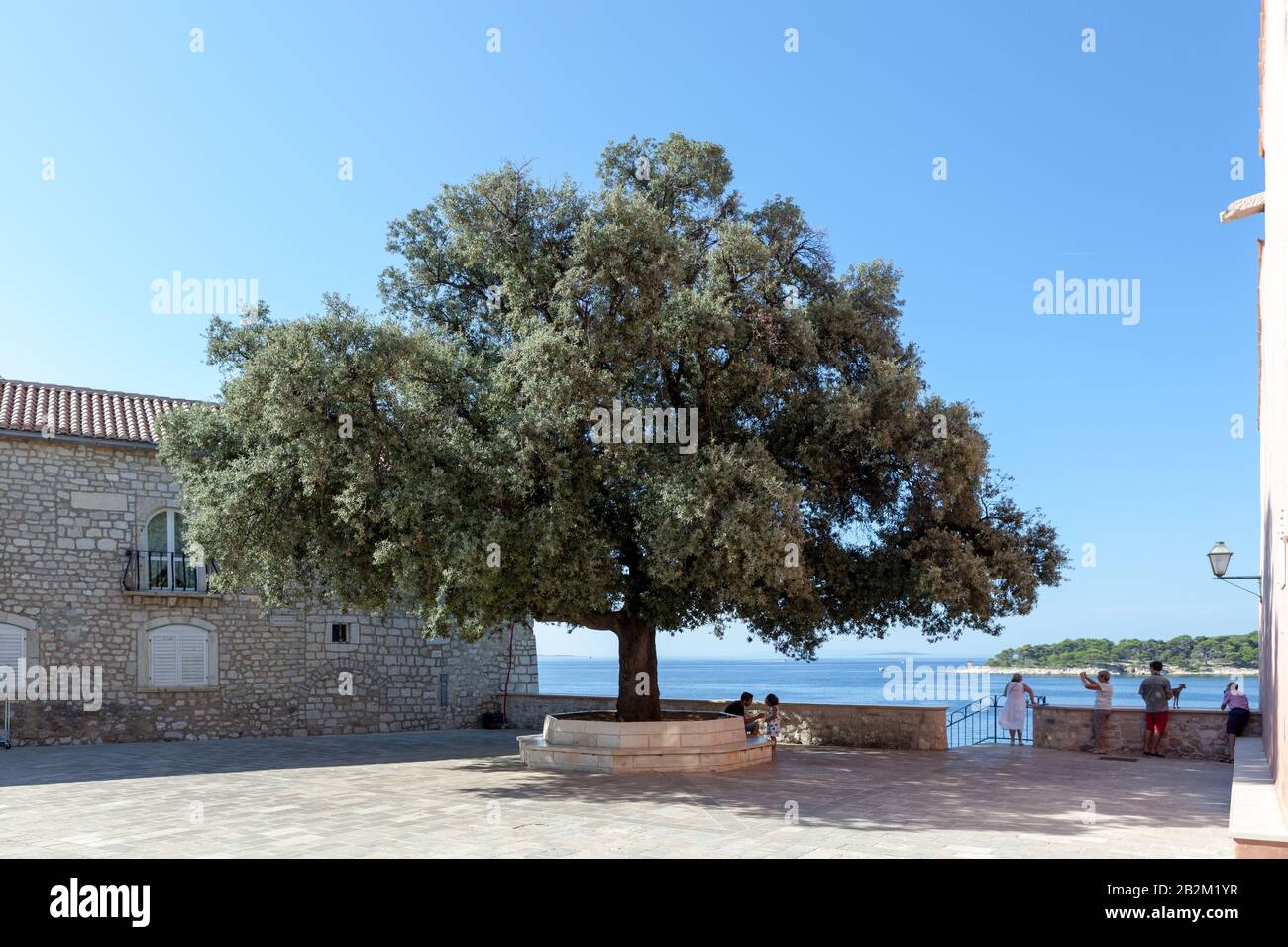 Der Baum der Freiheit, eine große Steineiche in Trg Slobode (Platz Der Freiheit). Rab, Kroatien. Stockfoto