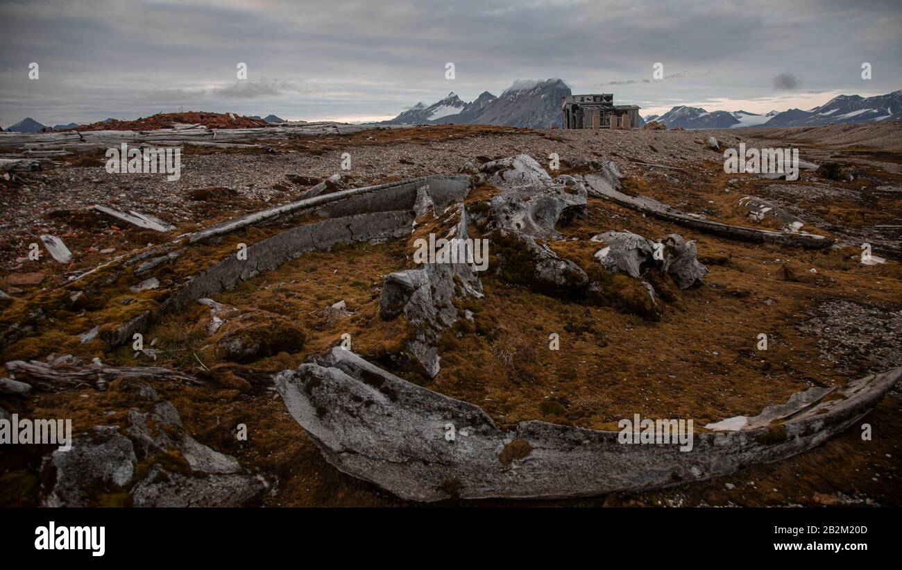 Walskelette gestrandet auf einer arktischen Insel Stockfoto