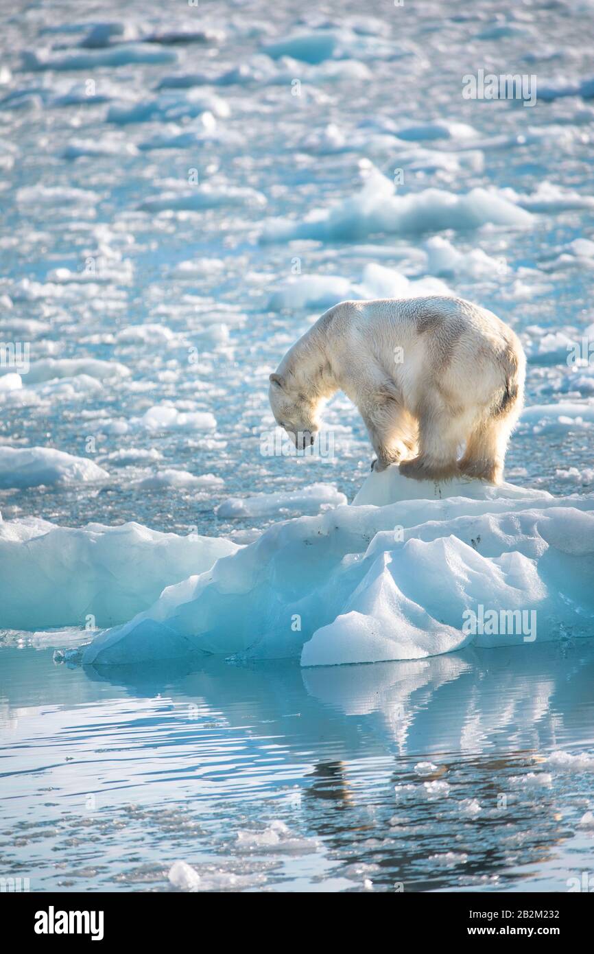 Großer Eisbär auf dem schwimmenden Eis in der Arktis. Spitzbergen, Norwegen Stockfoto