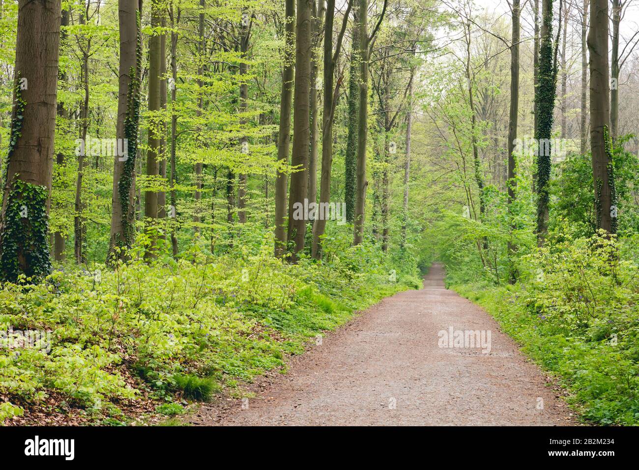 Pfad im grünen Frühling Wald Stockfoto