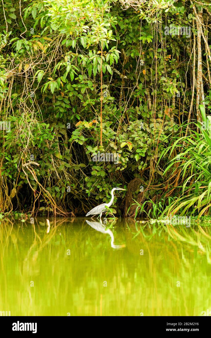 Grauer Storch erschossen In der Wildnis im ecuadorianischen Amazonasgebiet Stockfoto