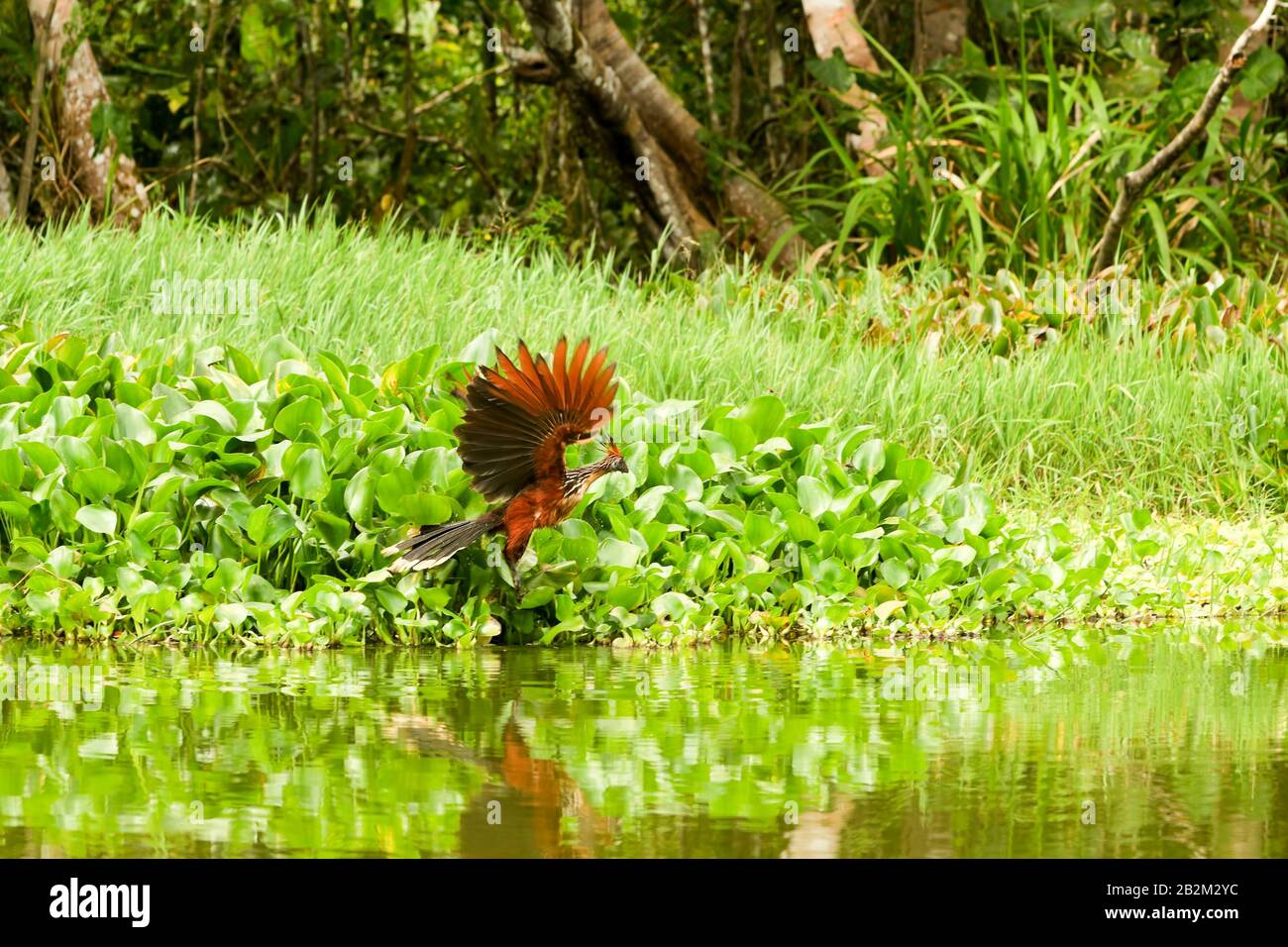 Ein Vogel mit rötlich-braunem und schwarzem Gefieder, mit aufgefächertem Schwanz und ausgestreckten Flügeln, wird während der Landung auf einem dichten Fleck grüner Wasserpflanzen am Rand eines ruhigen Gewässers gefangen Stockfoto