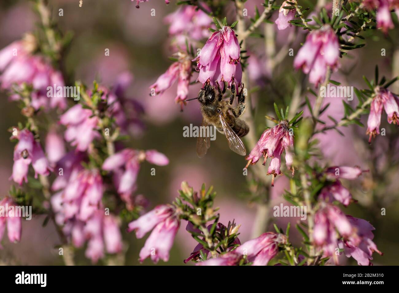 Honigbiene, die erica erigenea Springblumen bestäubt Stockfoto