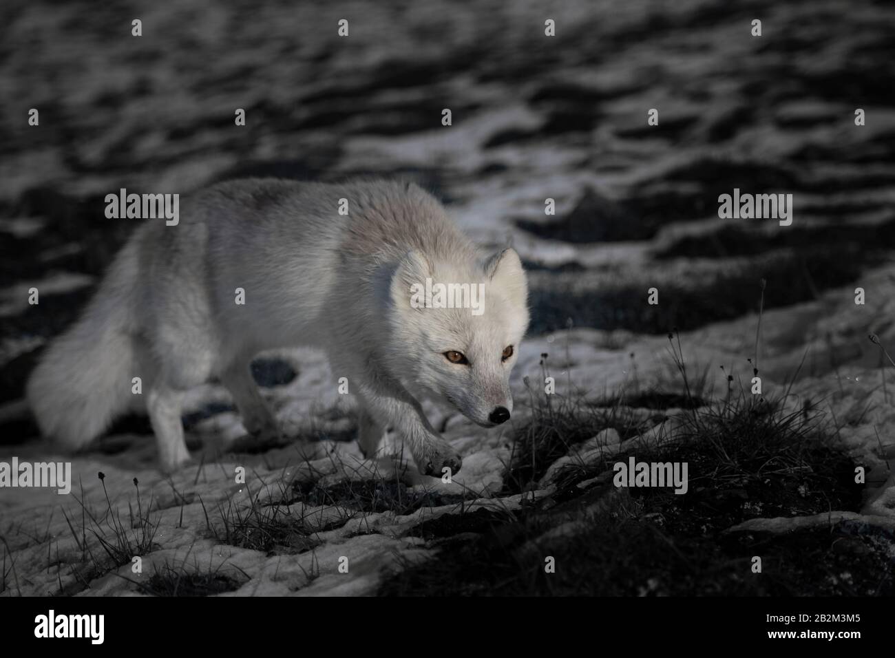 Hungriger Polarfuchs lauert in der Arktis herum Stockfoto