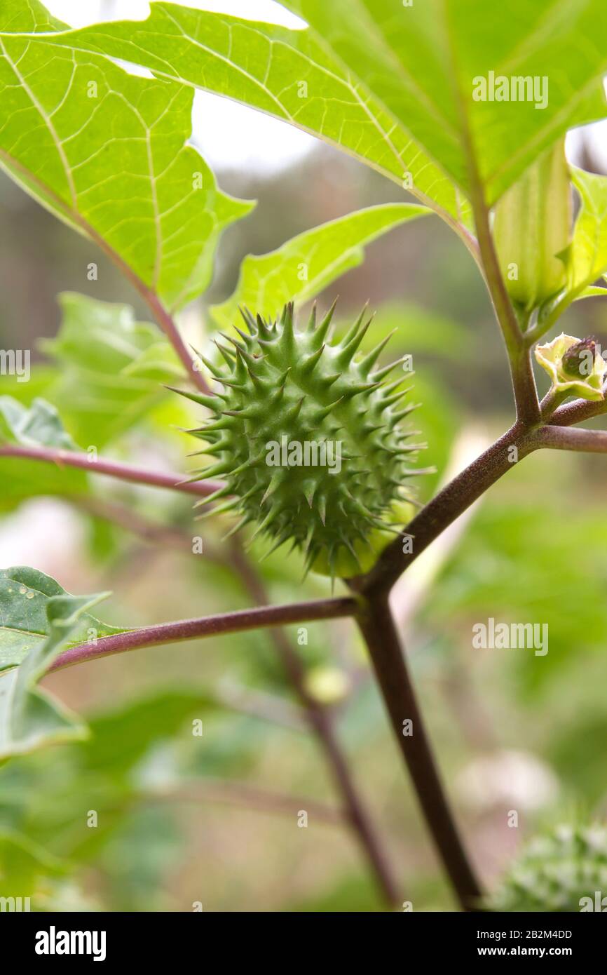 Datura stramonium oder Nachtschattenpflanzen Früchte Stockfoto