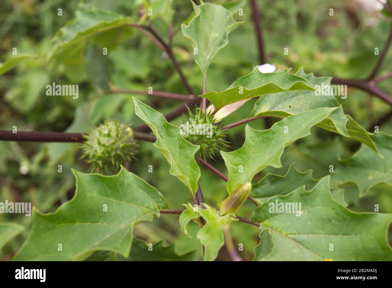 Datura stramonium oder Nachtschattenpflanzen Früchte Stockfoto