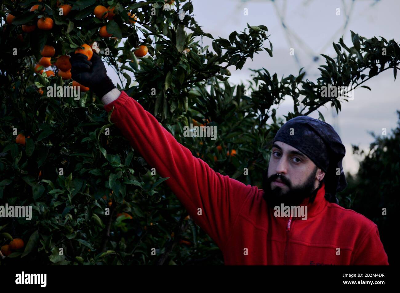 Junger bärtiger Mann, der früh am Morgen auf dem Bauernhof Orangen eigenhändig pflückt Stockfoto