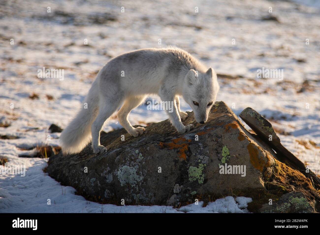 Hungriger Polarfuchs lauert in der Arktis herum Stockfoto