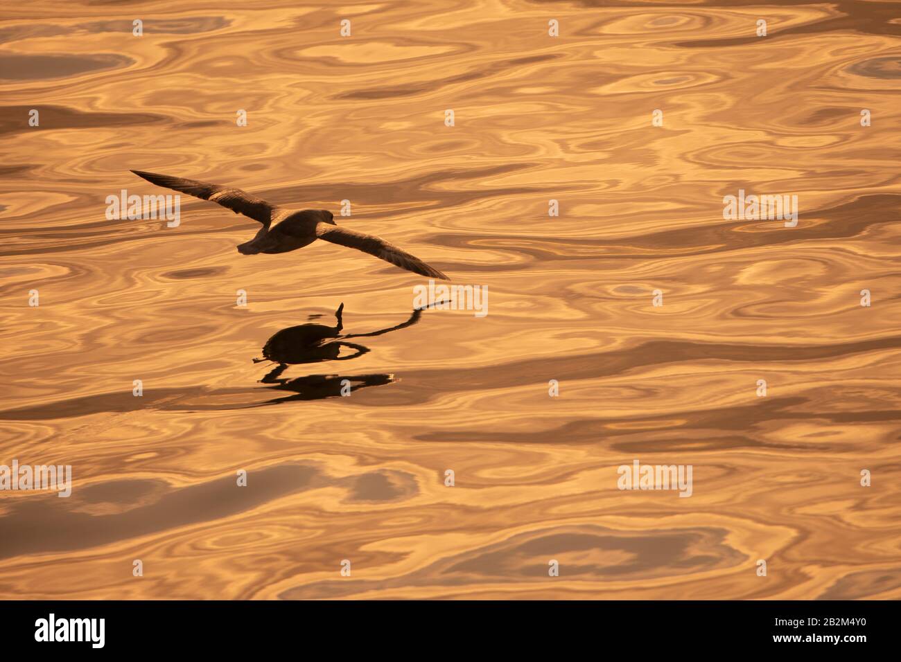 Arktischer Fulmar flieht in der Nähe von Wasser in der Arktis Stockfoto