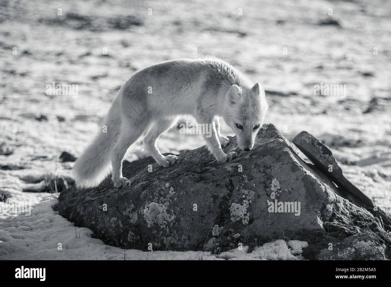 Hungriger Polarfuchs lauert in der Arktis herum Stockfoto