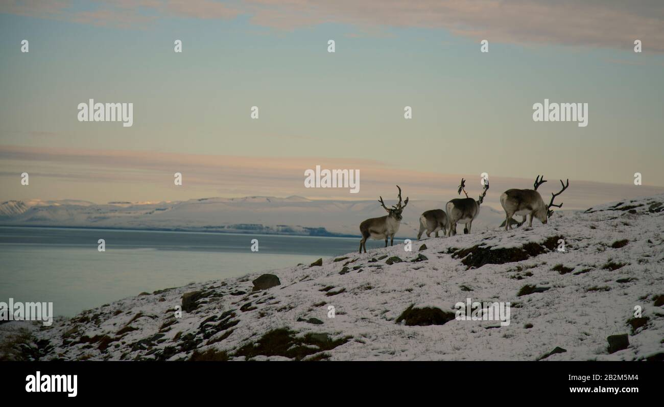 Rentiere in Spitzbergen, Spitzbergen in wunderschöner Umgebung. Schnee- und Winterlandschaft mit exotischen Tieren, das ganze Jahr über in Hash-Umgebungen Stockfoto