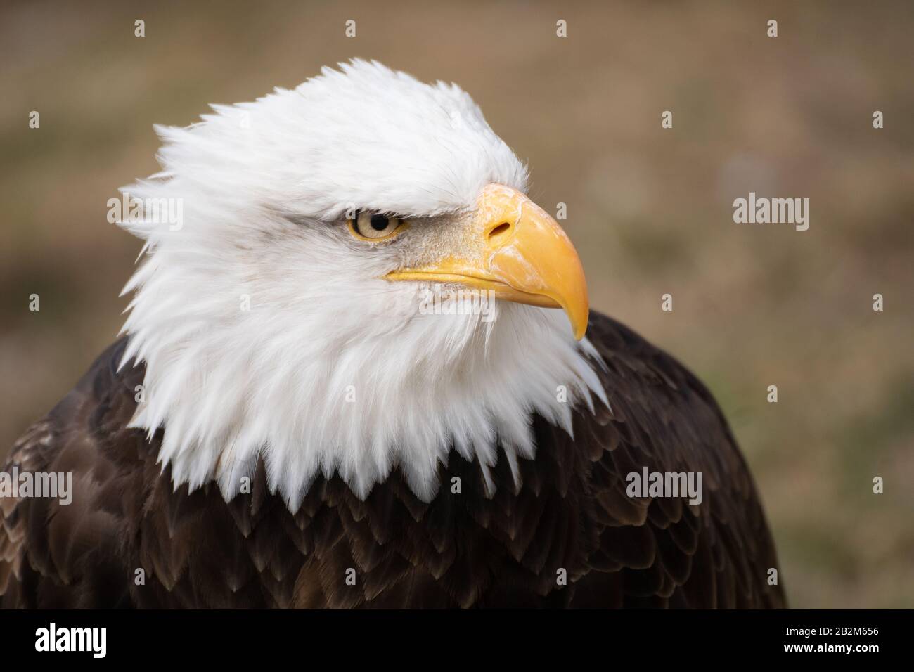 Gesichtsporträt eines wilden, schönen amerikanischen Weißkopfadlers Stockfoto
