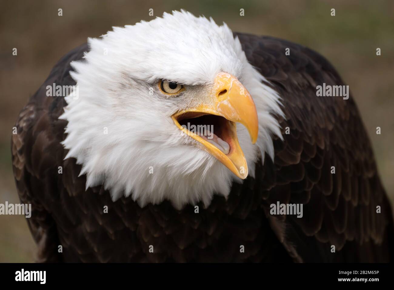 Gesichtsporträt eines wilden amerikanischen Weißkopfadlers Stockfoto