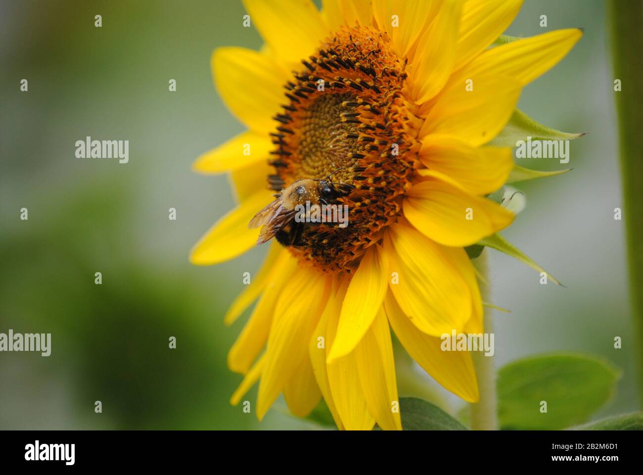 Gewöhnliche östliche Hummeln sammeln Pollen von einer offenen Sonnenblume Stockfoto