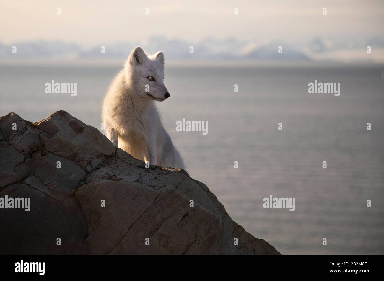 Hungriger Polarfuchs lauert in der Arktis herum Stockfoto