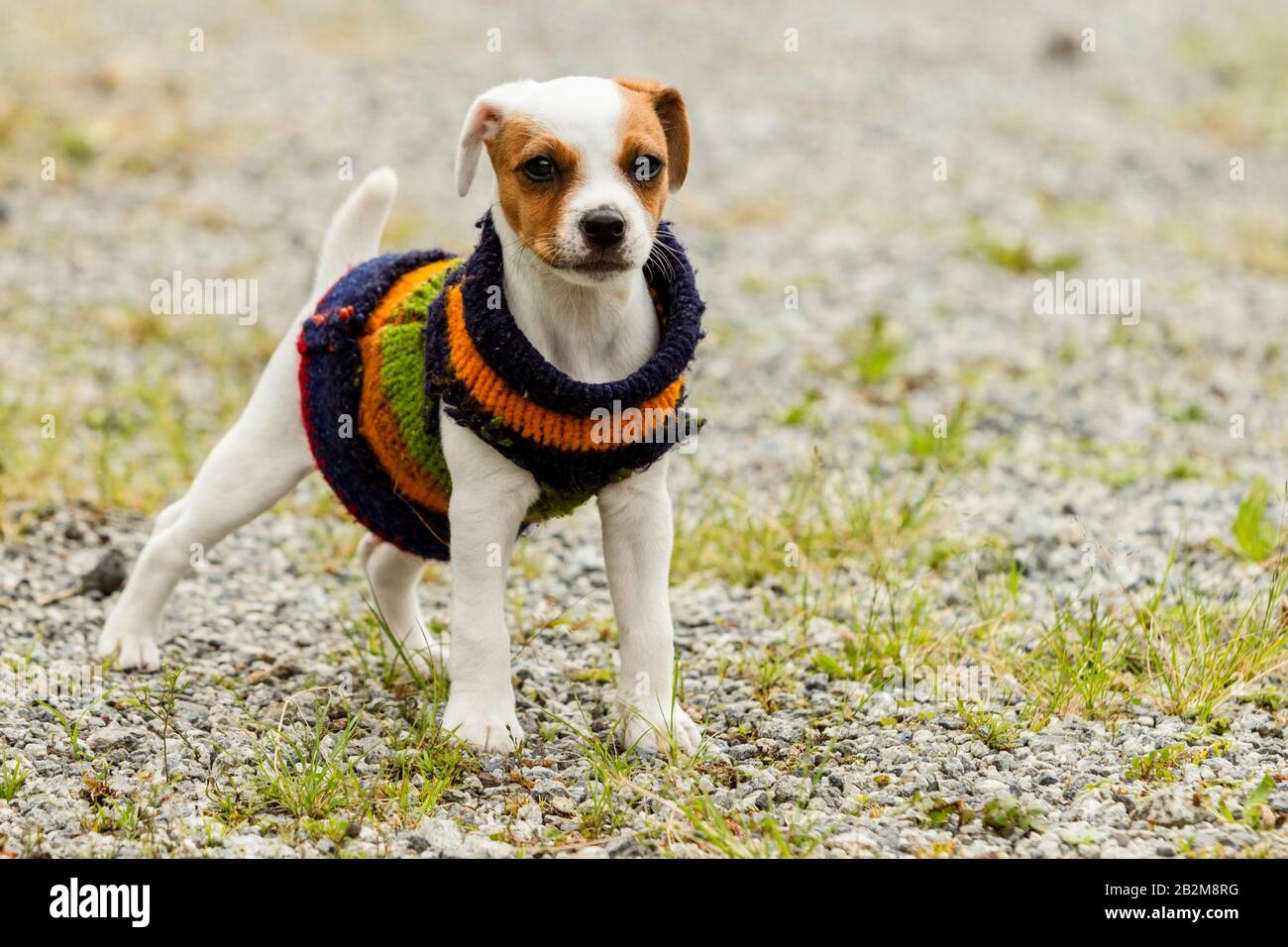 Ein kleiner, weiß-brauner Welpe, wahrscheinlich ein Jack Russell Terrier-Mix, steht auf einer Kies- und Grasfläche und trägt einen bunten handgestrickten Pullover mit horizontalen Streifen in Marineblau, Orange, Grün und Stockfoto