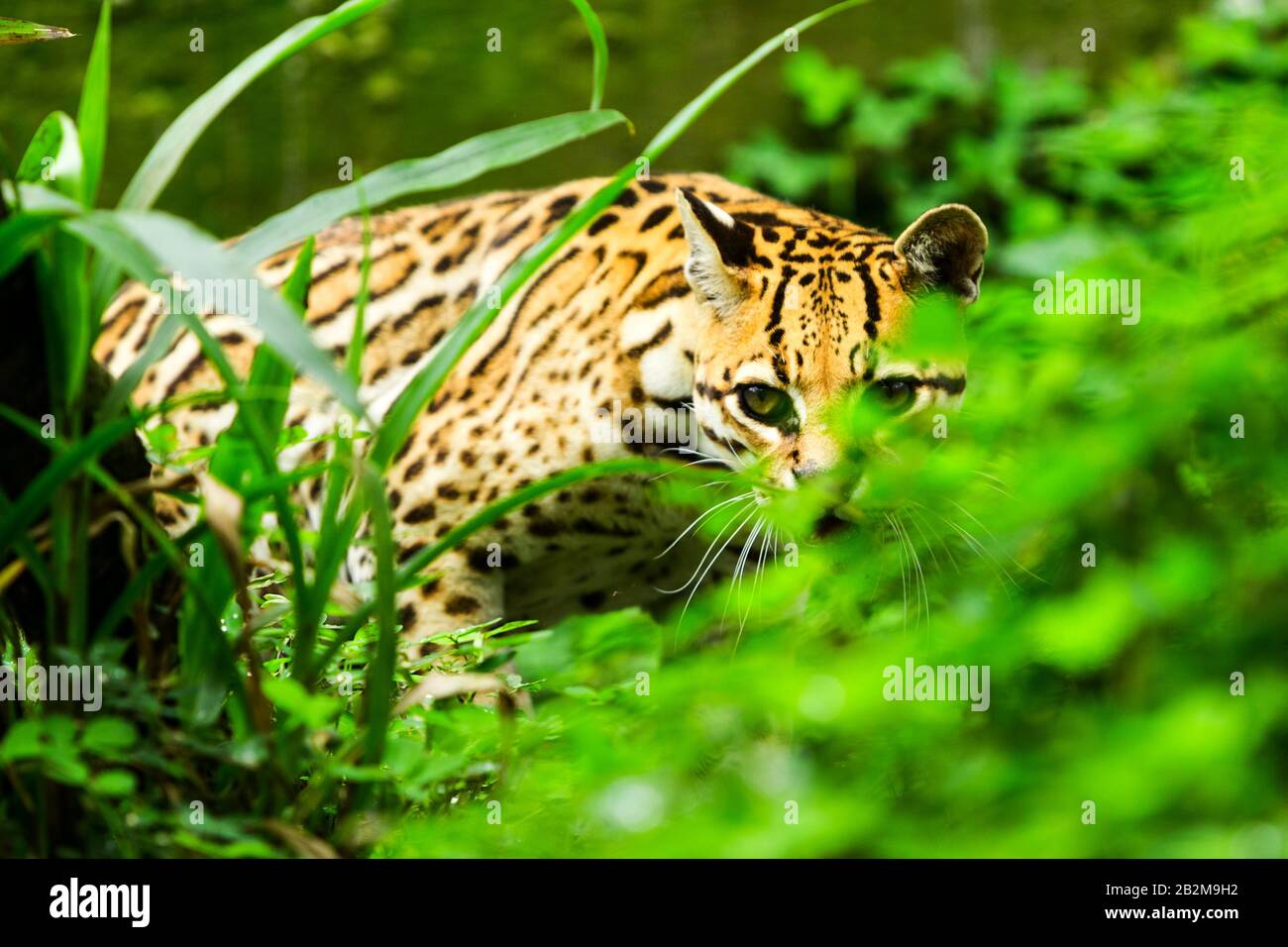 Ocelot Leopardus Pardalis Stalken Im Dichten Amazonienwald Stockfoto