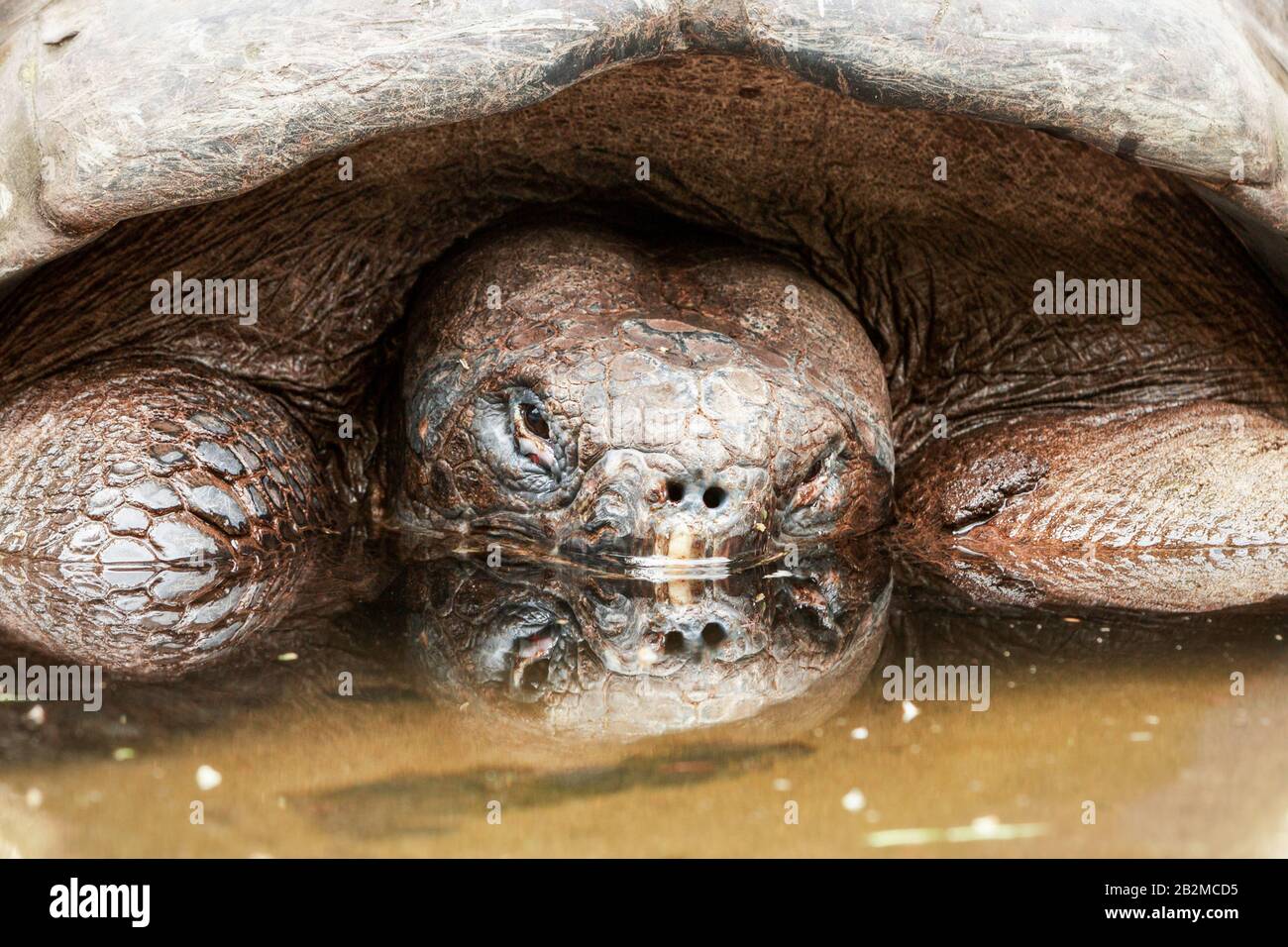 Eine Nahaufnahme einer Galápagos-Schildkröte, deren Kopf teilweise in trübes Wasser getaucht ist und unter ihrer großen, strukturierten Schale auftaucht. Die faltige, schuppige Haut der Schildkröte und das dunkle, perlige Auge sind es Stockfoto