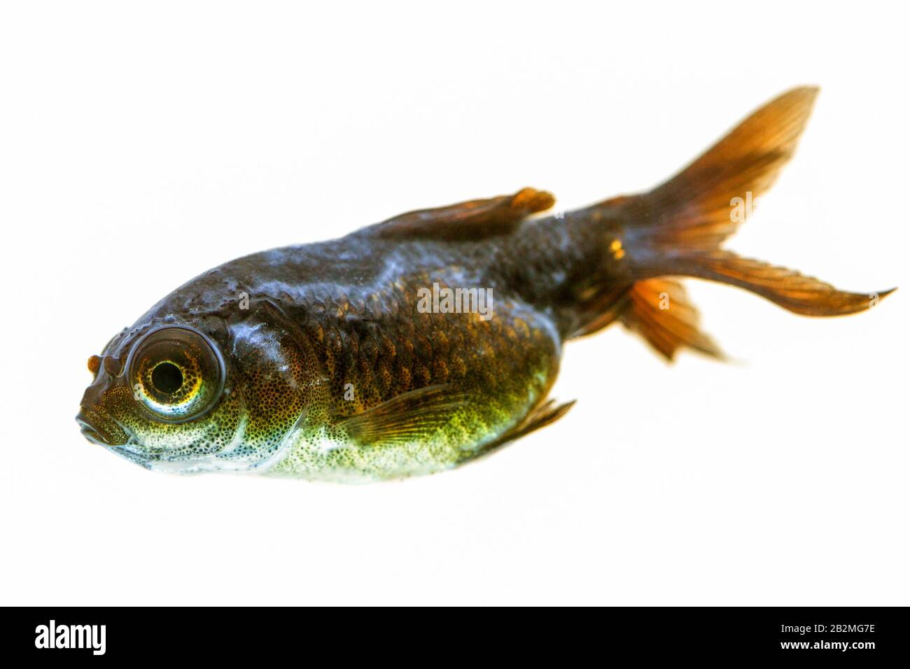 Sick Magnifier Goldfish Roast Sie Können Die Baumwolle Wie Bakterium Hinter Seinem Augapfel Beobachten Stockfoto