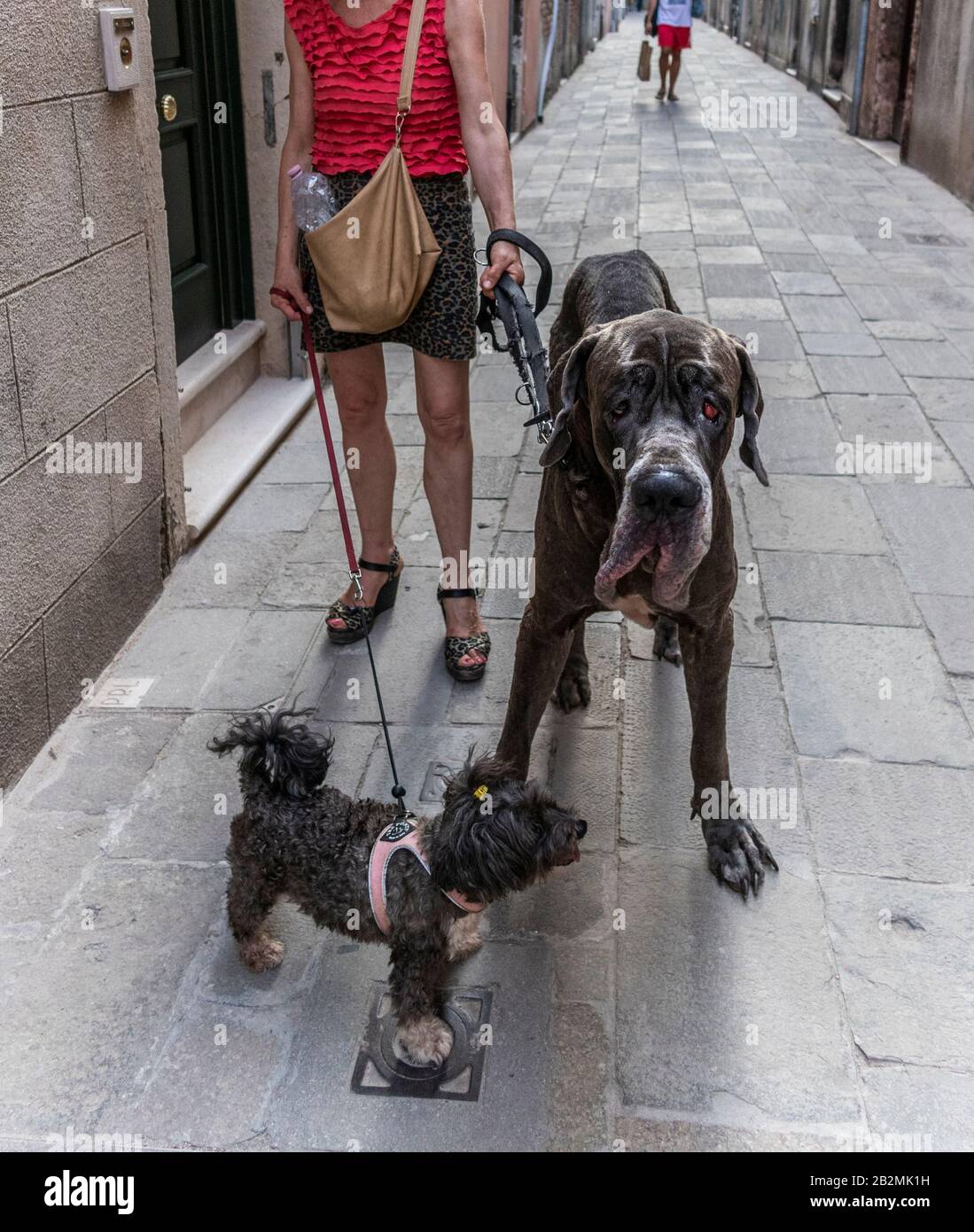 Frau mit zwei Hunden, großen und kleinen Hunden Venedig, Italien Stockfoto