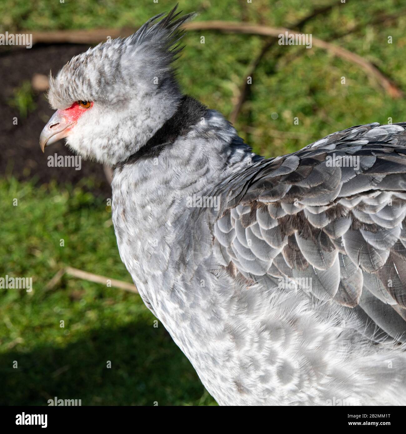 Ein Southern Screamer, Der Cheeky im Martin Mere Wetland Center in der Nähe von Ormskirk Lancashire England Großbritannien betrachtet Stockfoto